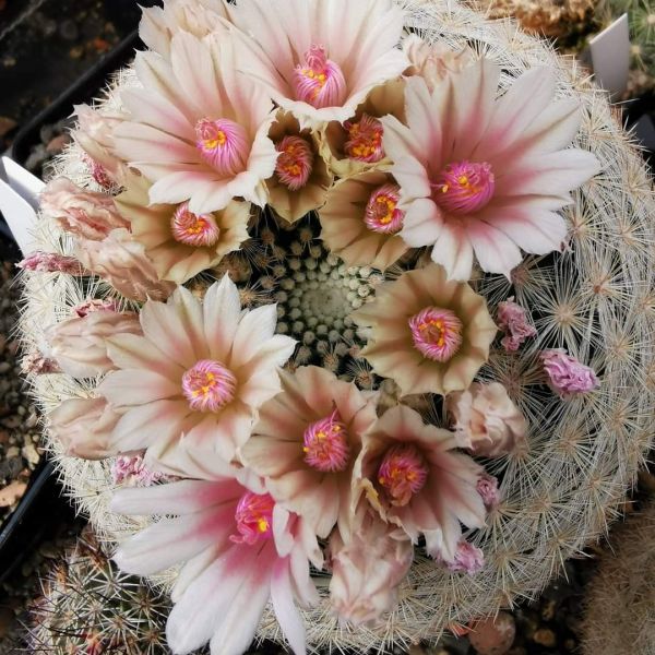 Mammillaria candida